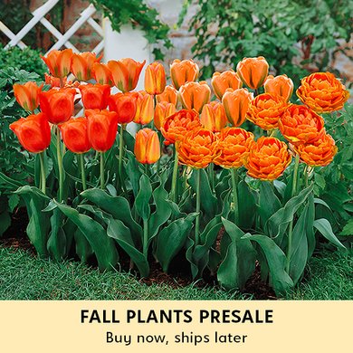 Fall Plants Presale - Buy now, ships later