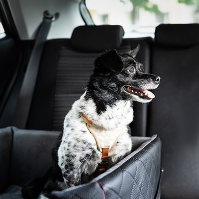 Pet Gear for Home & Travel